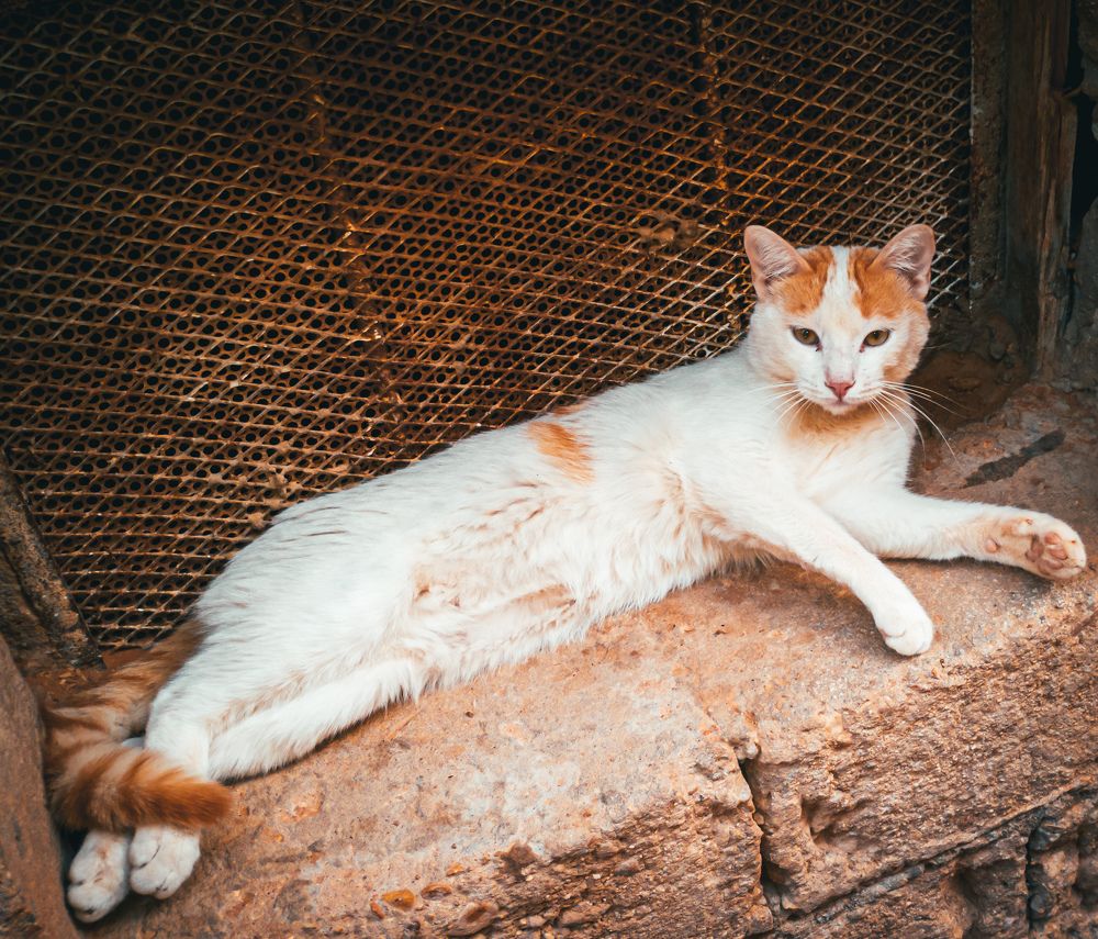 Your friendly neighborhood Blanco