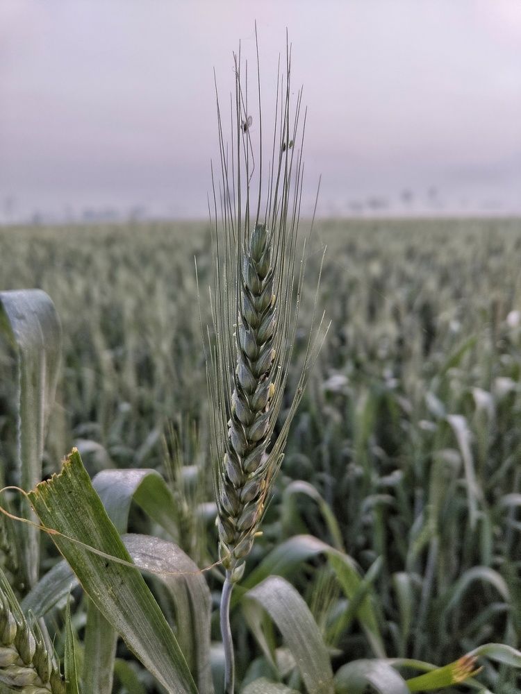 Photograph by Anil Yadav