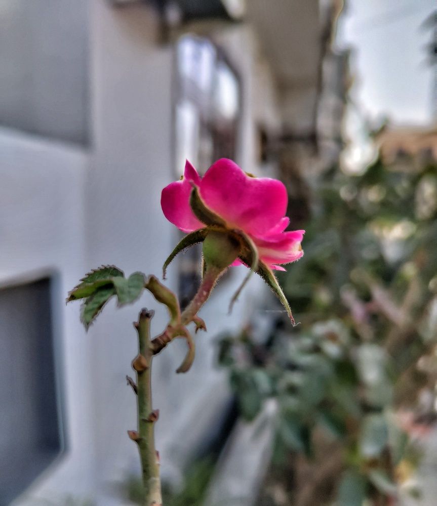 Photograph by Anil Yadav