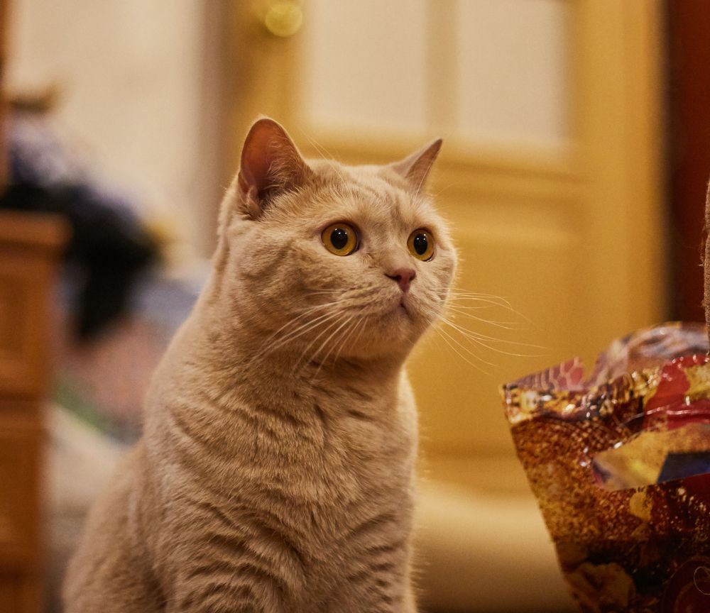 Фотография автора Андрей Челомов