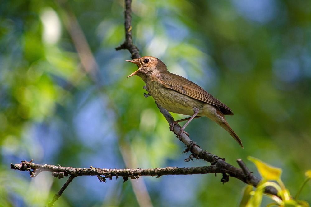 Photograph by Оксана Маховская