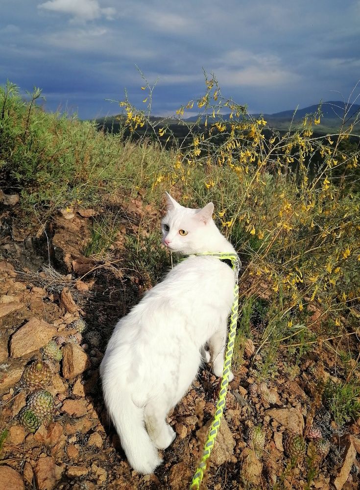 Photograph by Светлана Шелухеева