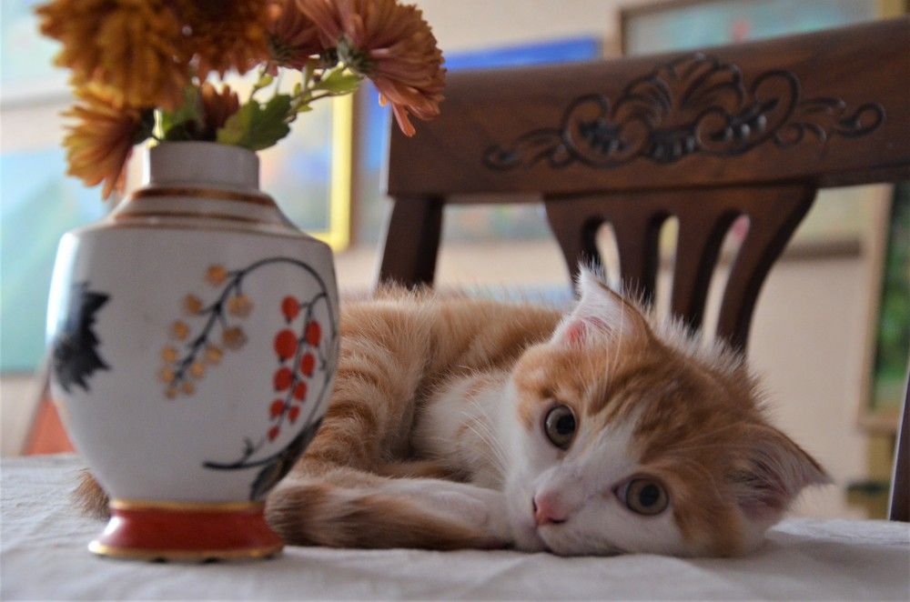 Photograph by Инна Гаджиева