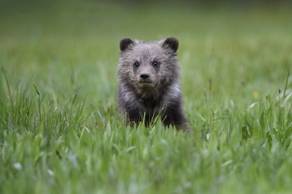 Photograph by Jorn Vangoidtsenhoven