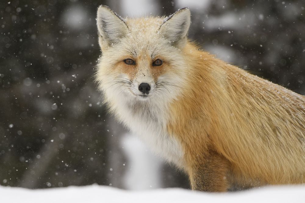 Photograph by Jorn Vangoidtsenhoven