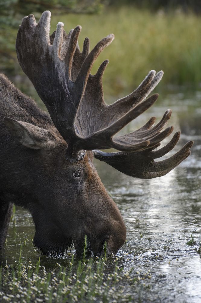 Photograph by Jorn Vangoidtsenhoven