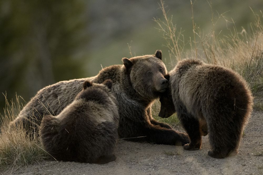 Photograph by Jorn Vangoidtsenhoven