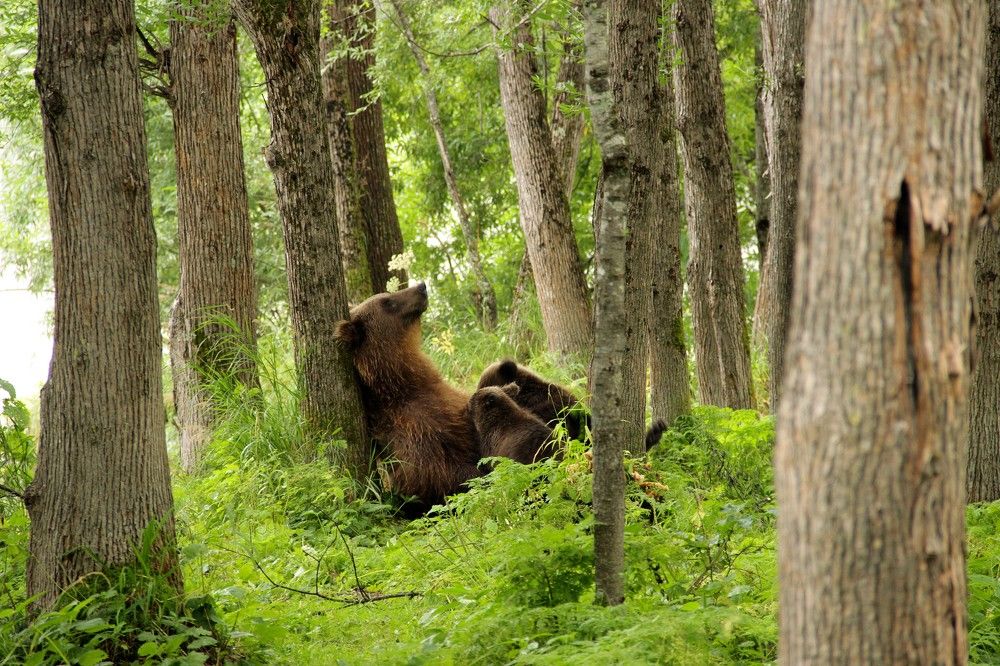 Мать медведица кормит грудью медвежат