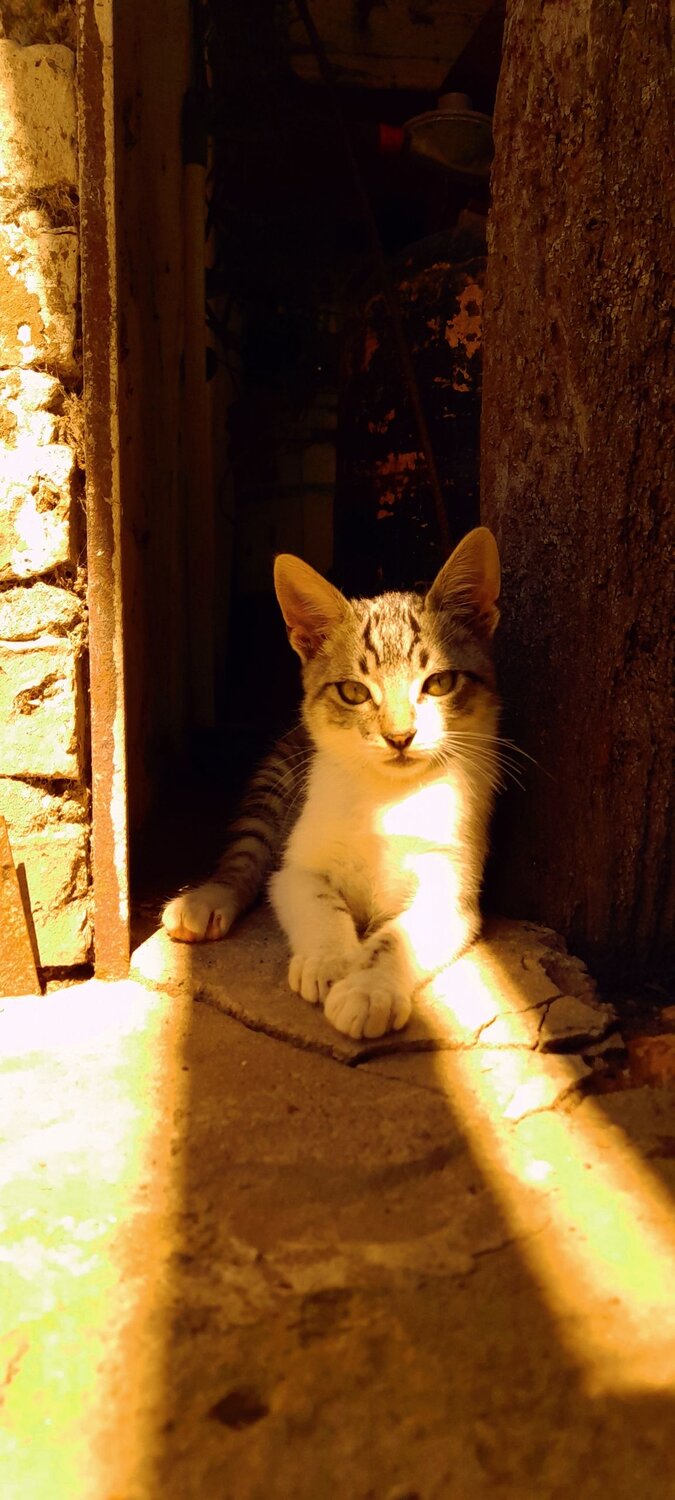 Photo #8993760
