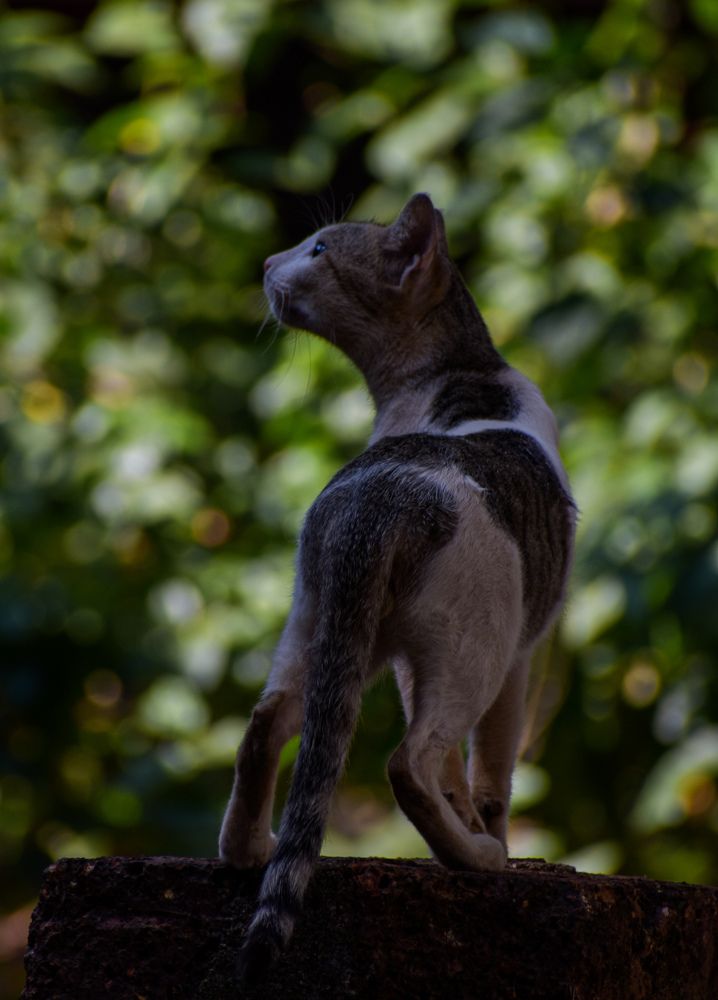 Wonder cat
