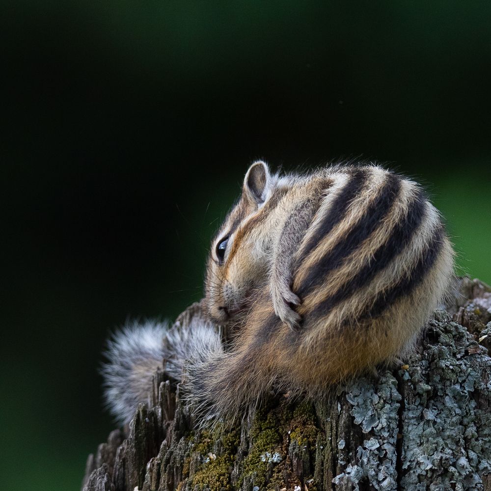 Photograph by Denis Schetinin