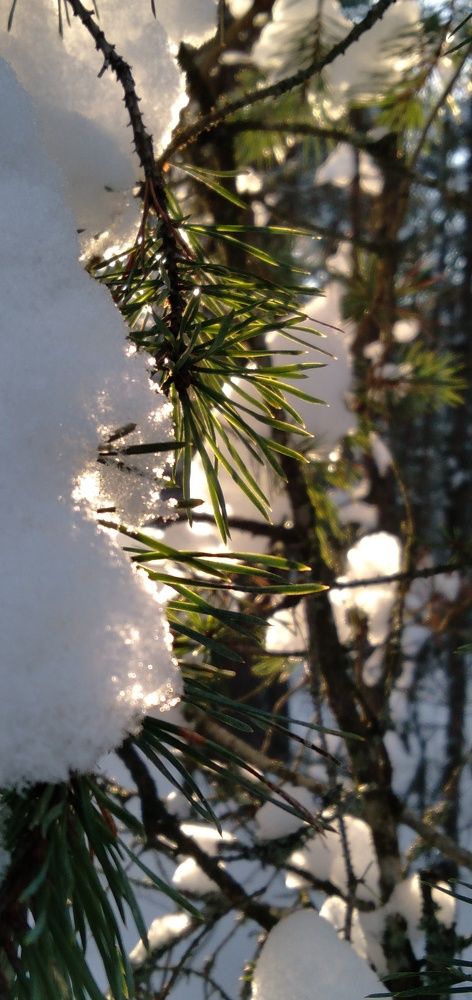 Photograph by Любовь Макарова
