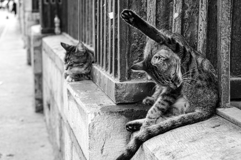 Photograph by Ghasem Mohebi