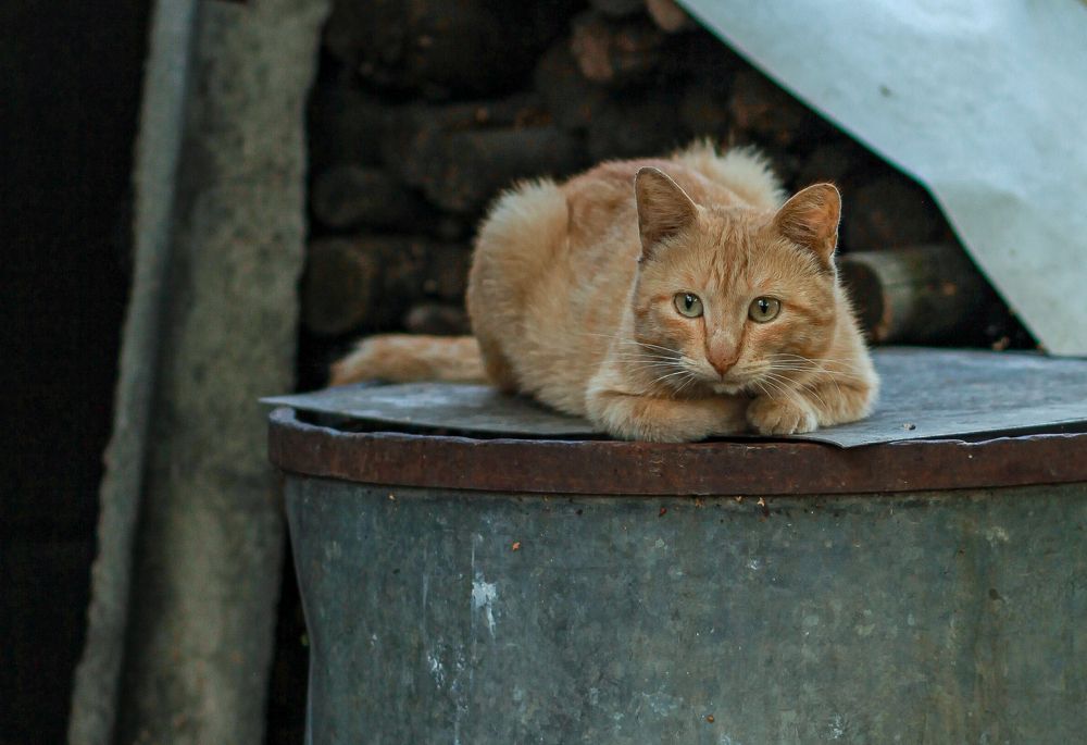 Photograph by Светлана Кавказская