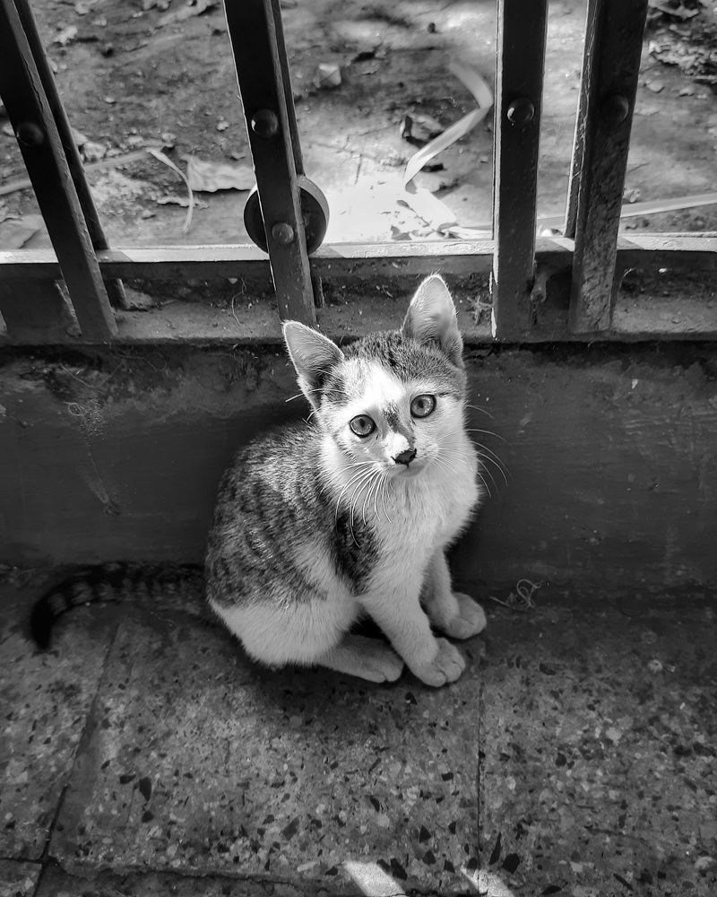 Фотография автора Jayesh Rajput