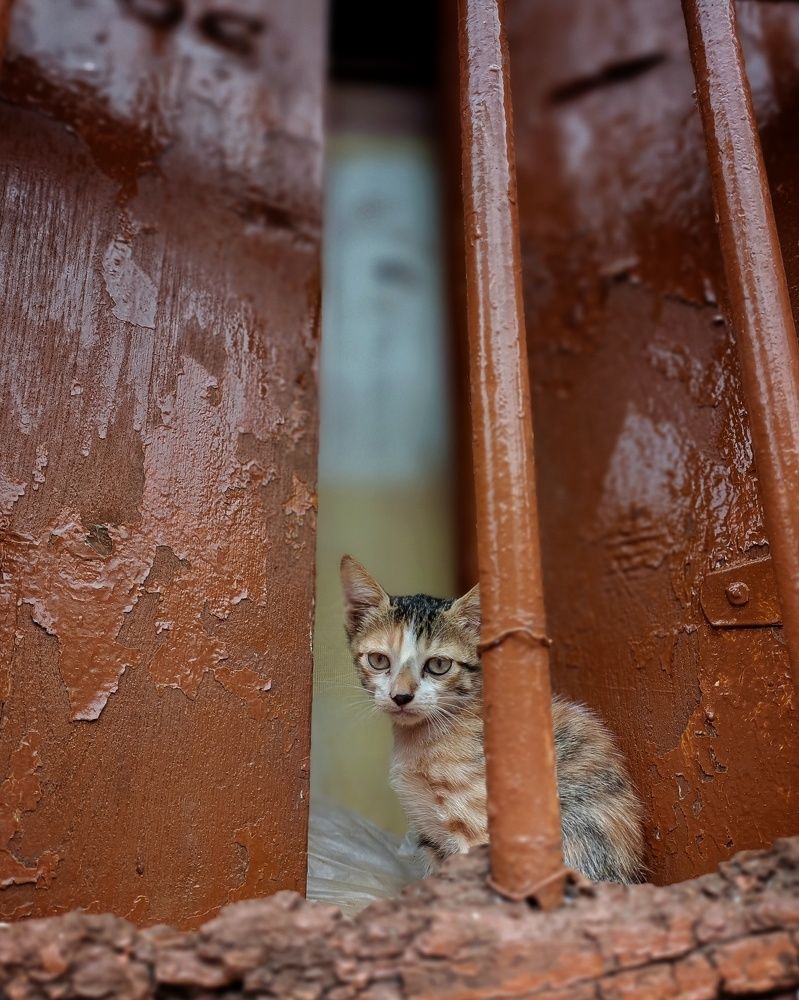 Фотография автора Jayesh Rajput