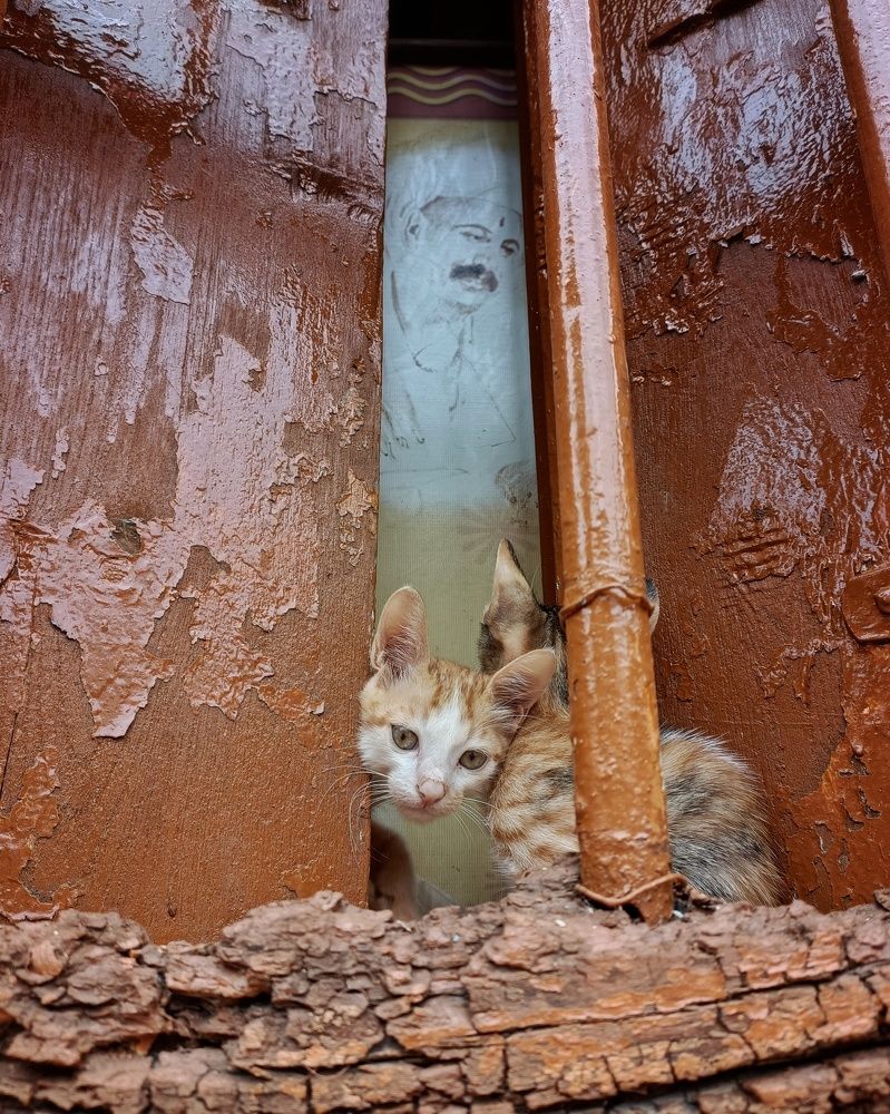 Фотография автора Jayesh Rajput