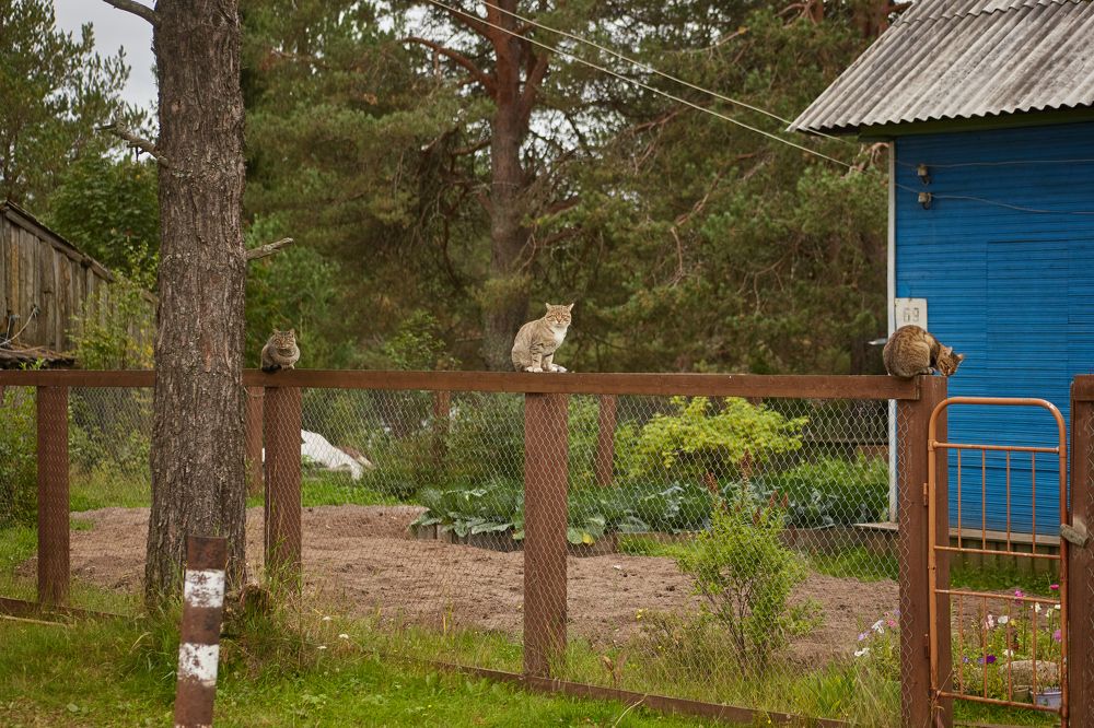 Фотография автора Андрей Челомов