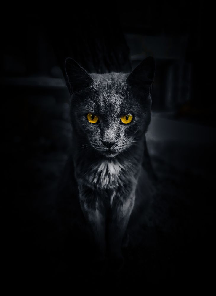 Inside The Mind Of Cat