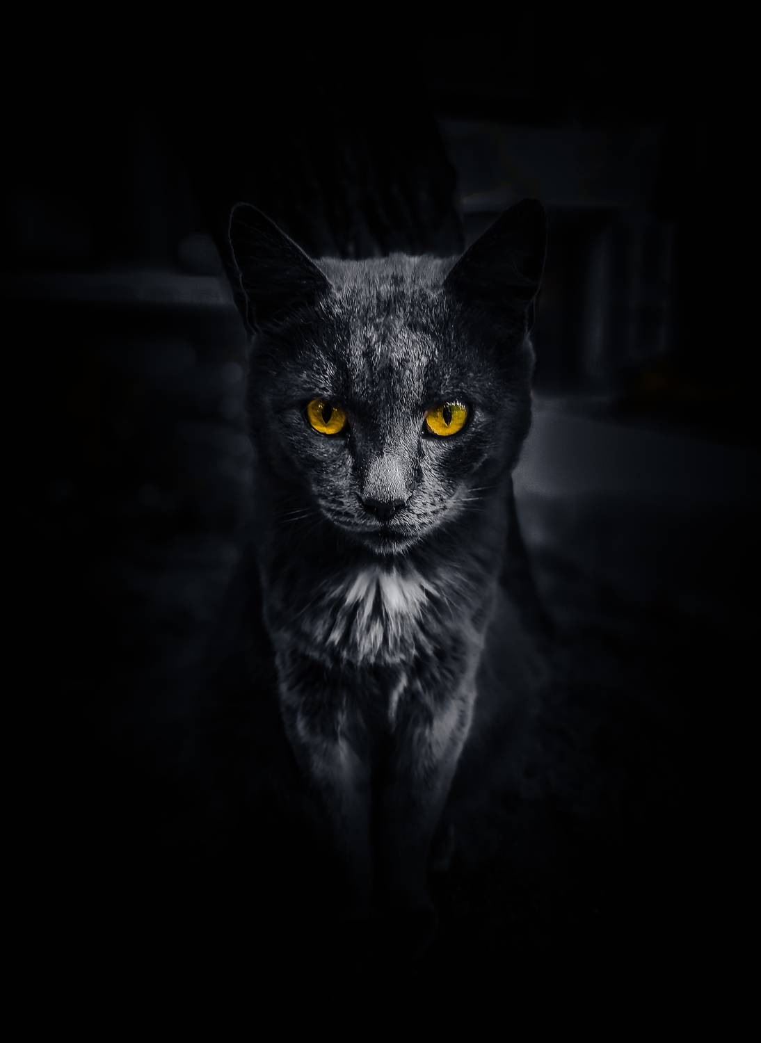 Inside The Mind Of Cat