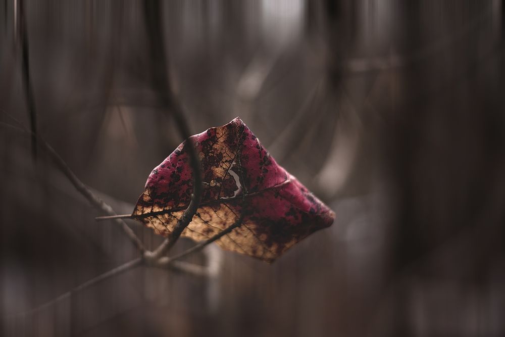 лист, переживший зиму