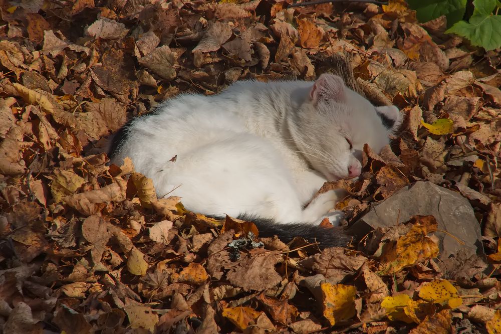 Photograph by Василий Быстрицкий