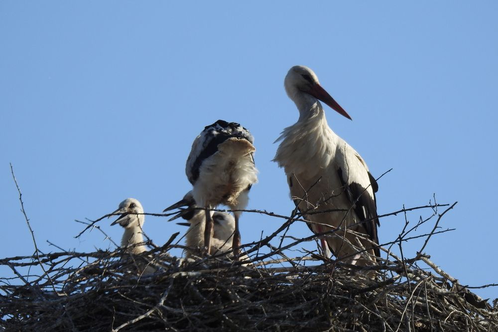 Photograph by Csótai Katalin