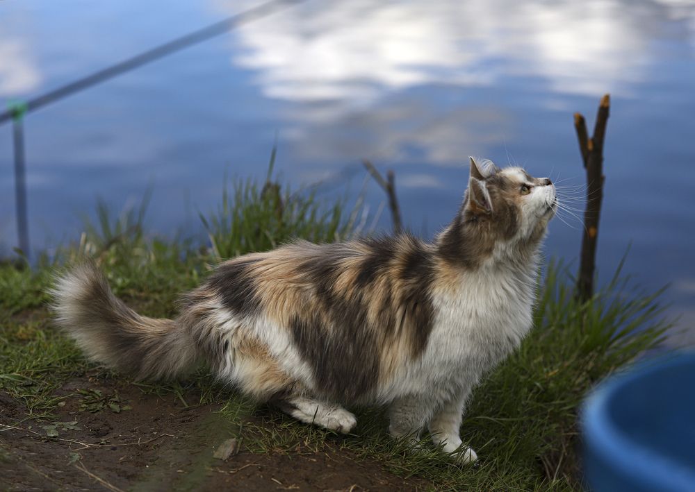 Фотография автора Светлана Цудзевич