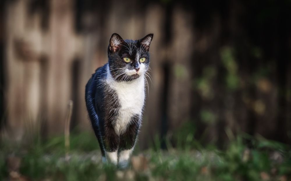 Принцесса парка