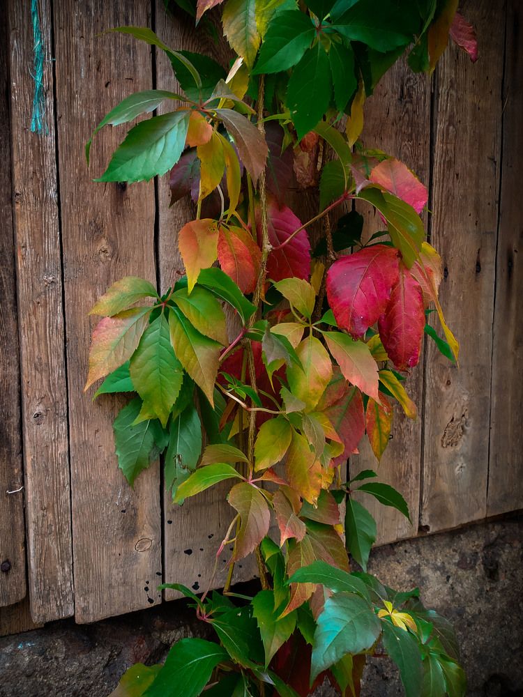 Photograph by Ирина Половцева