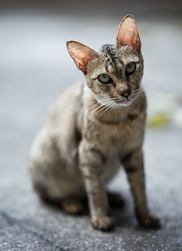 Photograph by dewa putra