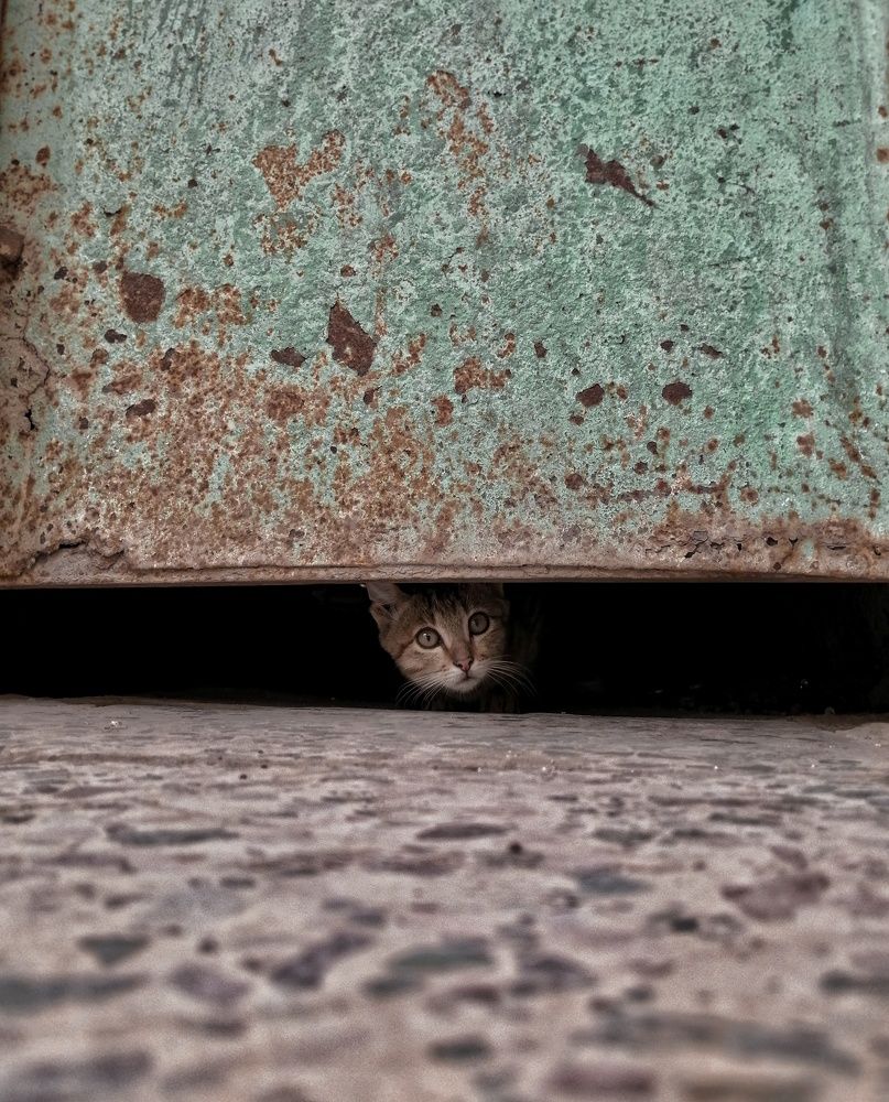 Photograph by SAJAD ABD ALALAH