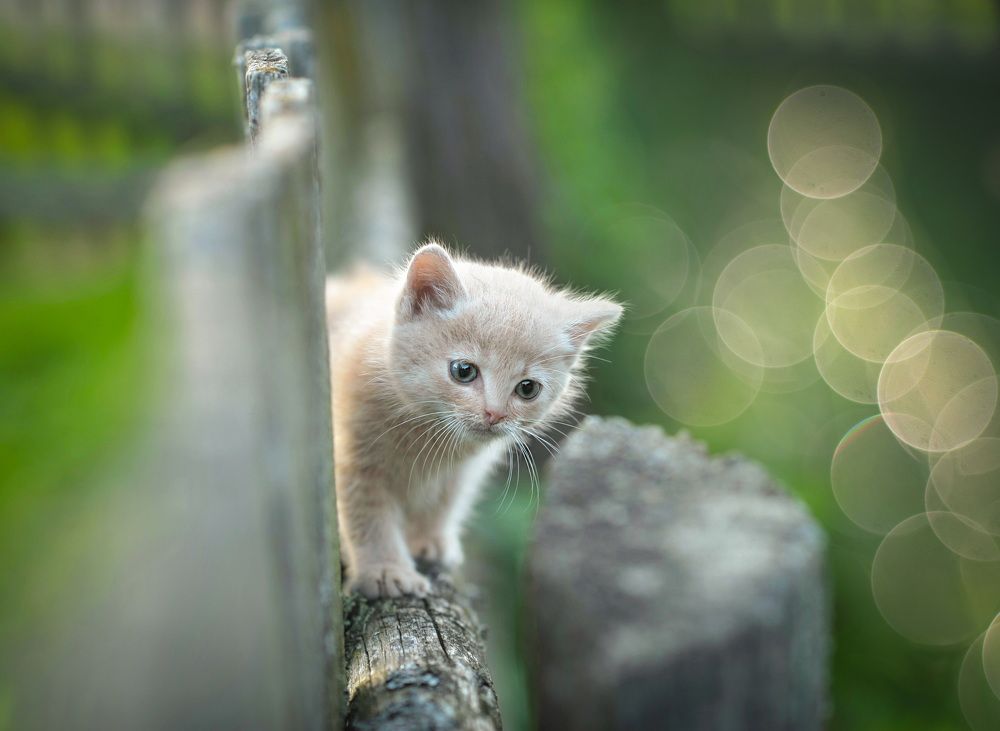 Photograph by Александр Гвоздь