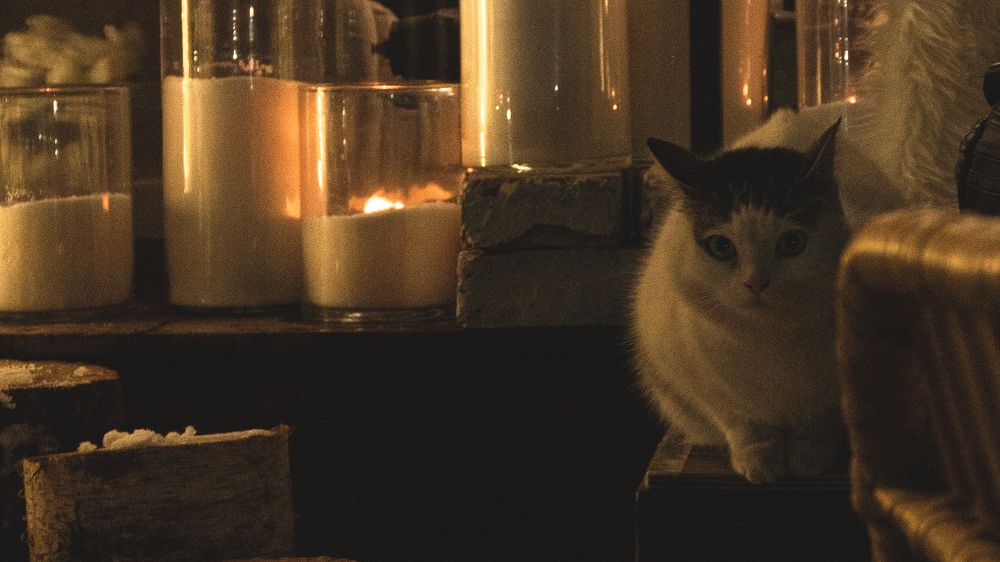 Photograph by Gustov Shults