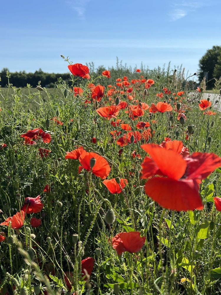 Photograph by Natalja Kimask