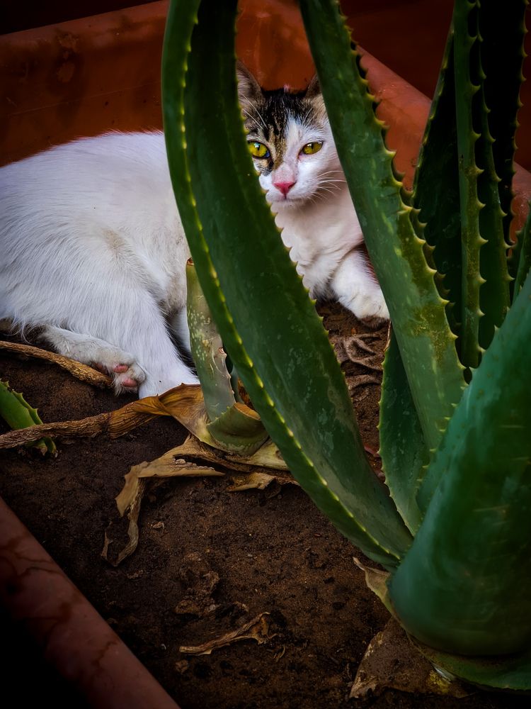 Photograph by Asmaa ELTouny