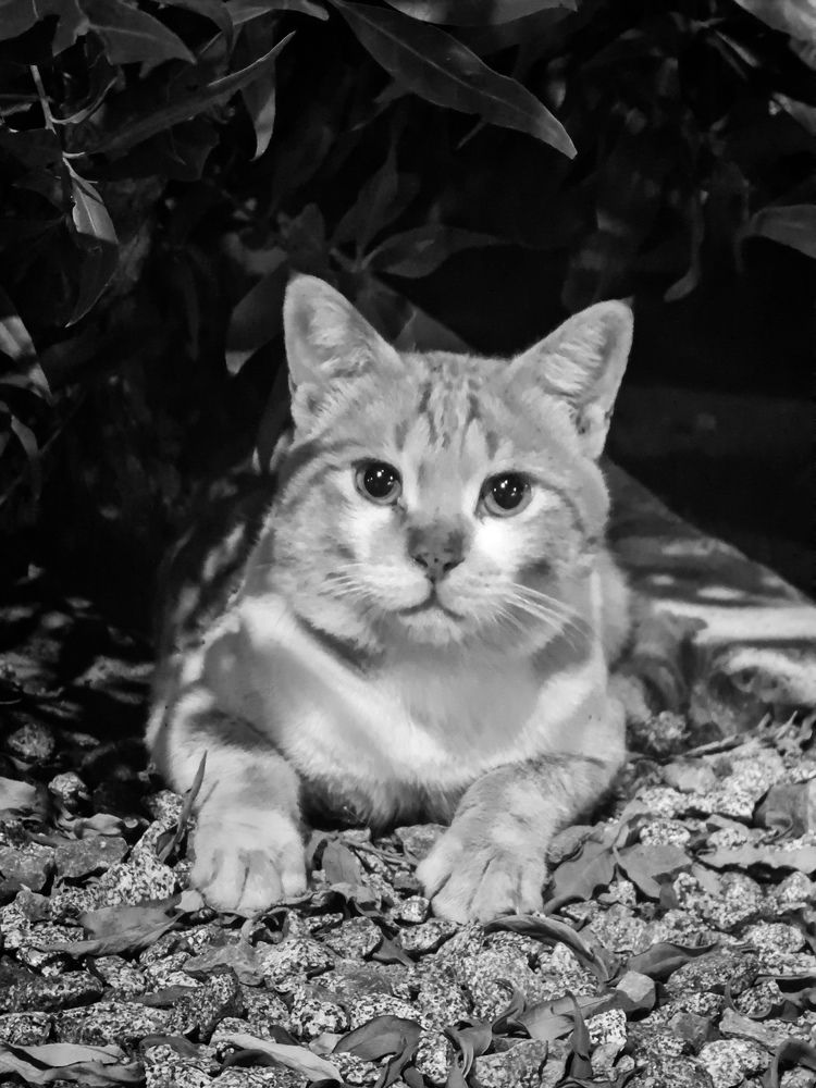 Photograph by Asmaa ELTouny