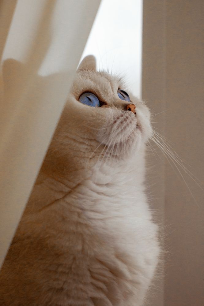 Кошка - лучшее украшение дома!