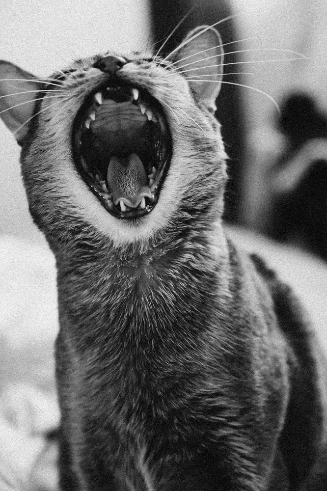 Фотография автора Воробьёва Анна