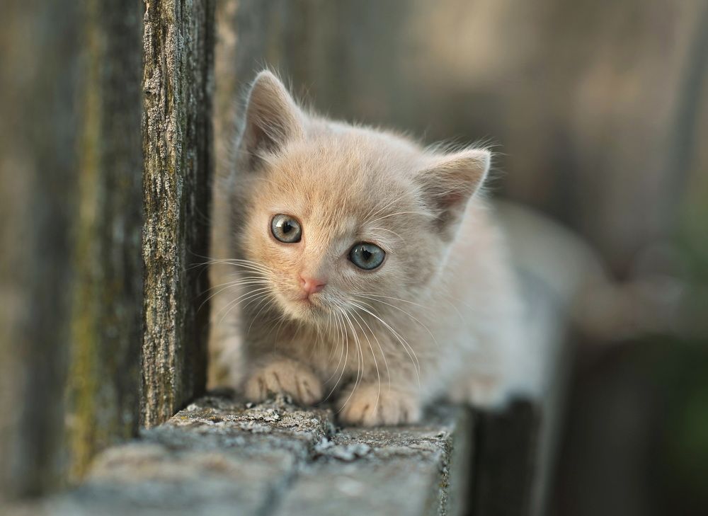 Photograph by Александр Гвоздь