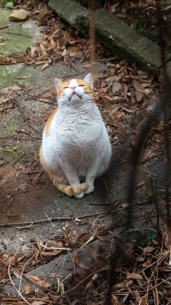 Photograph by Степан Кравченко