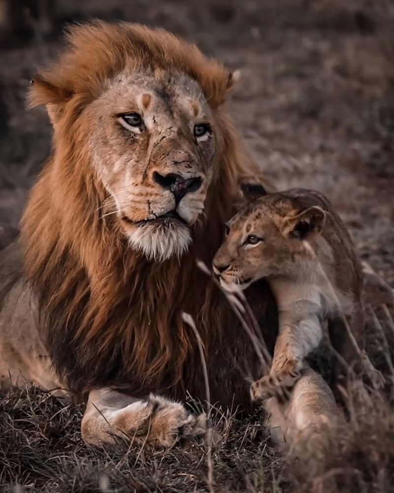 Фотография автора Nazgul Mamylkanova