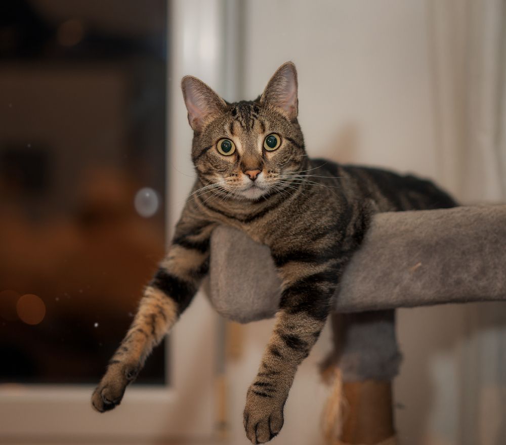 5-year-old cat in her scratching toy