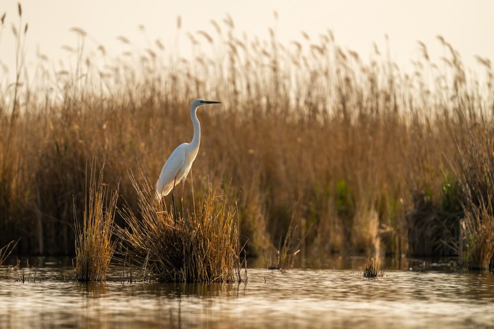 Photograph by Tomanovic Slavisa