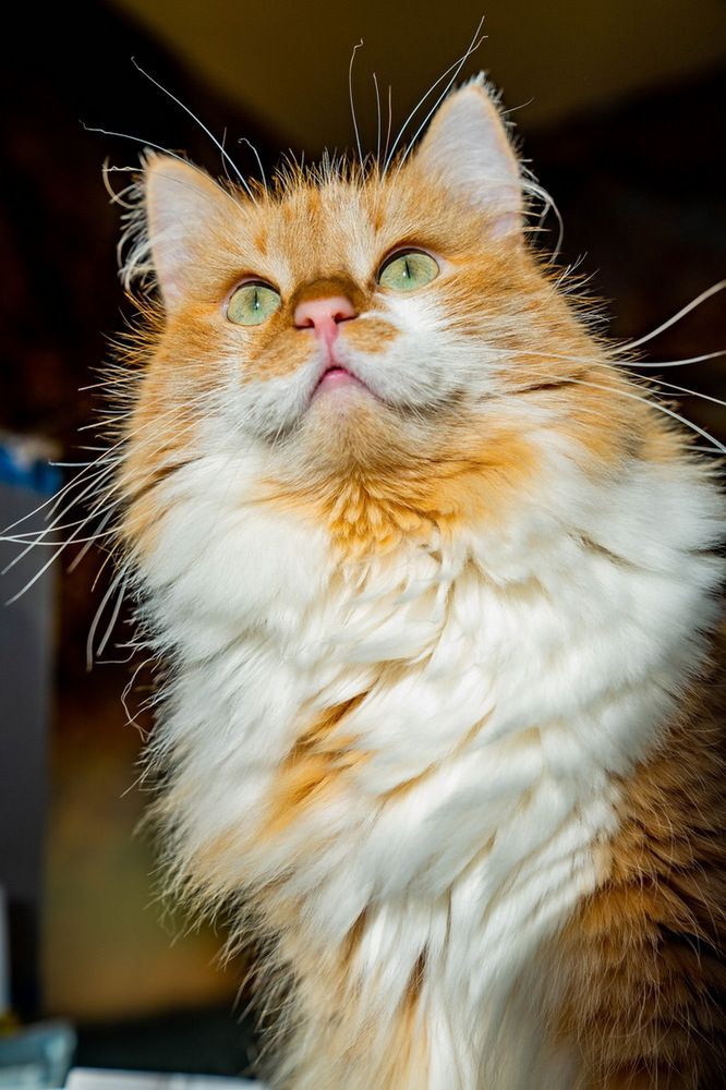 Локи просто Локи