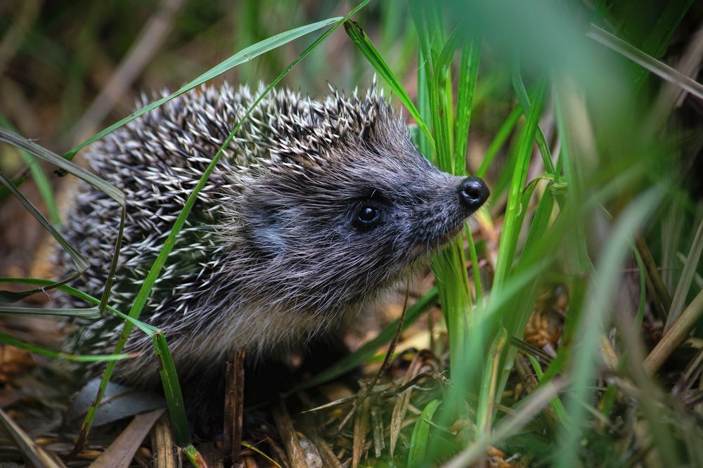 Photograph by Оксана Маховская