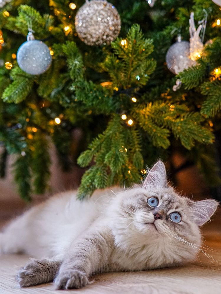 Photograph by Екатерина Дубровская