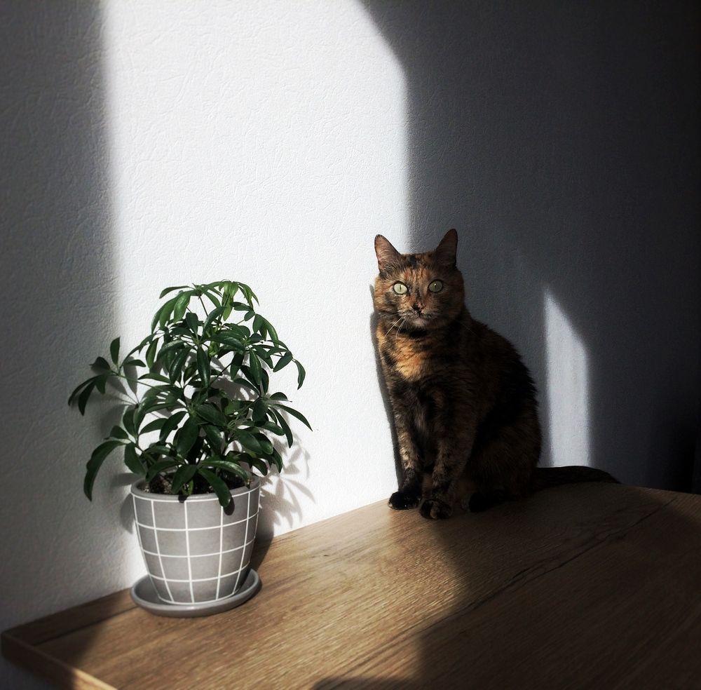 Photograph by Ирина Щербакова