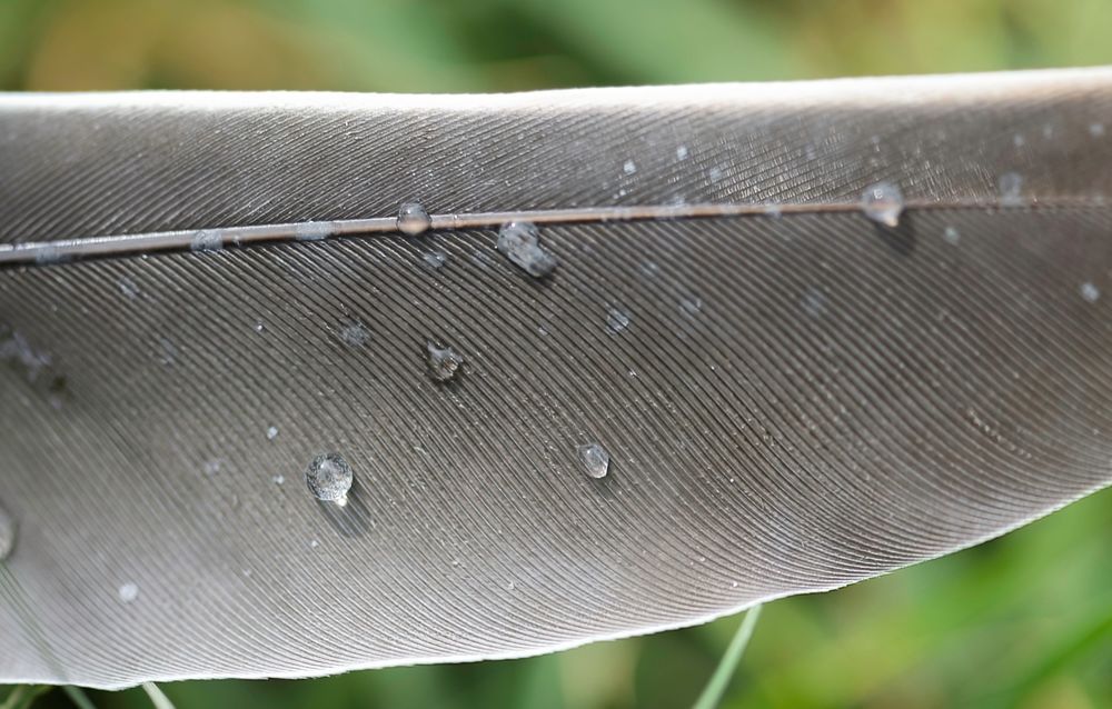 water on feather