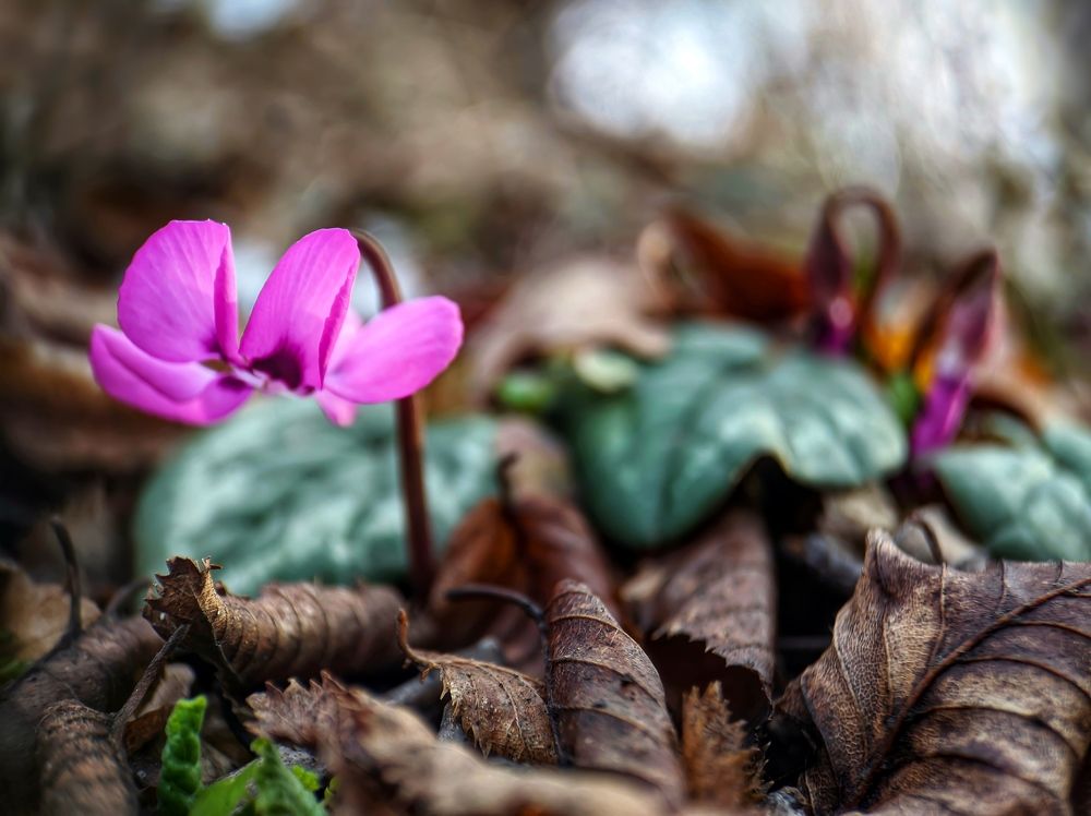 Cyclamen